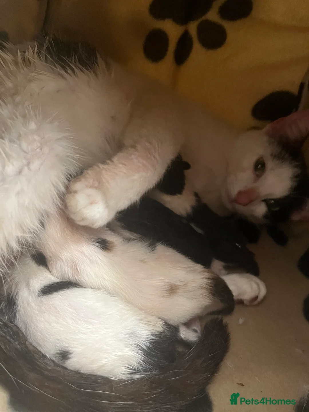 Bramble cats for sale: Kittens for sale  in Hamilton - Advert 2