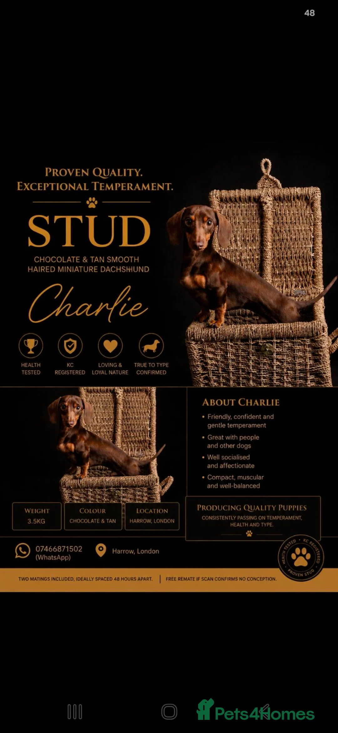 Miniature Dachshund dogs for stud: 🐾TINY 3.5 KG MINIATURE DACHSHUND STUD🐾 - Advert 5