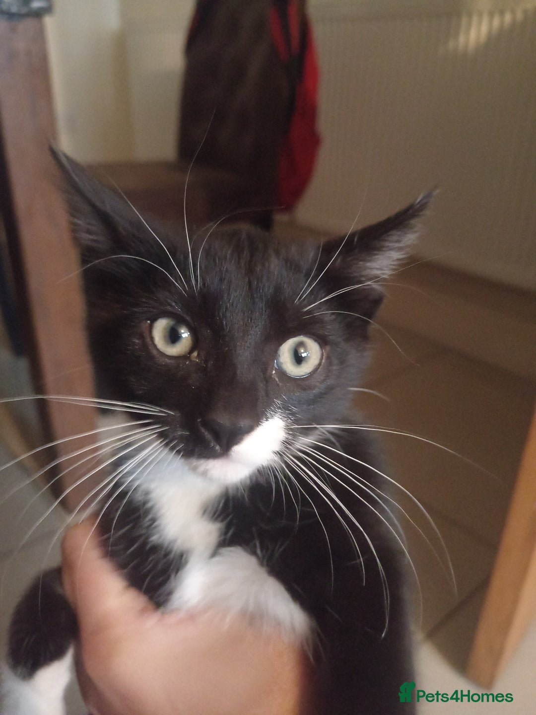 European cats for sale: Looking for new home - Image 1