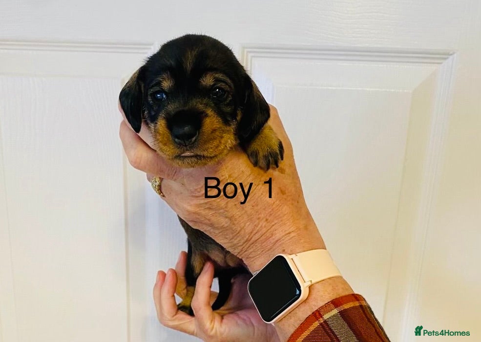 Dachshund dogs K c Dachshund Wirehaired puppy’s wild bore !  - Advert 17