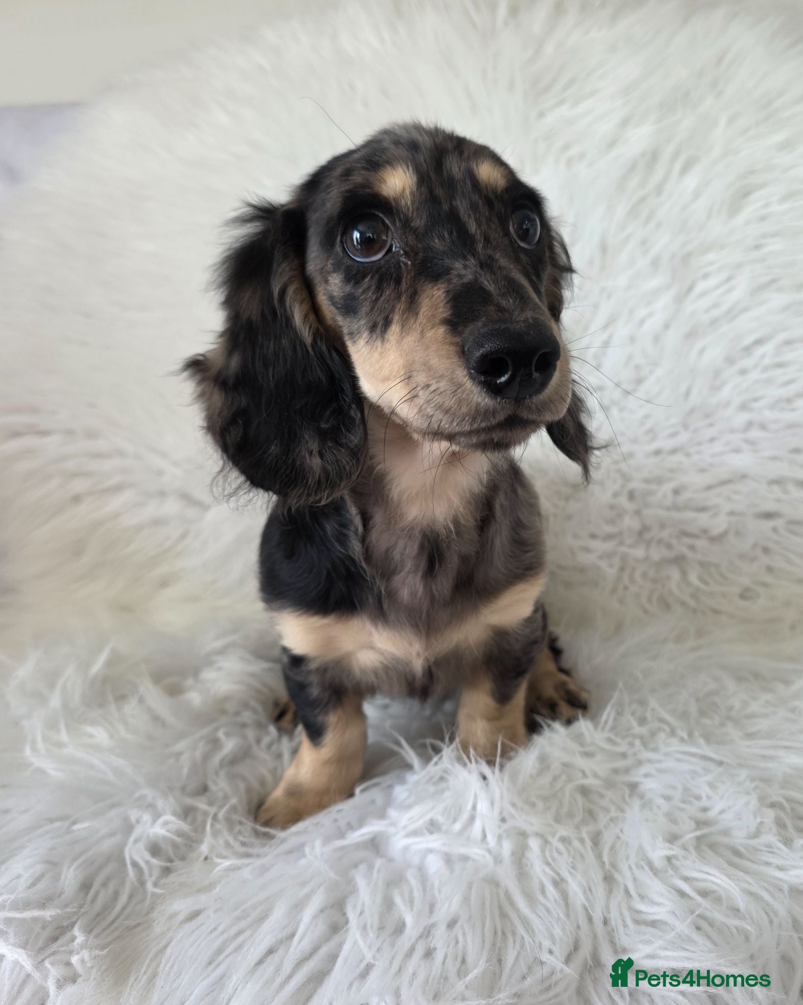 Miniature Dachshund dogs KC Long hair dachshund boys - Advert 1