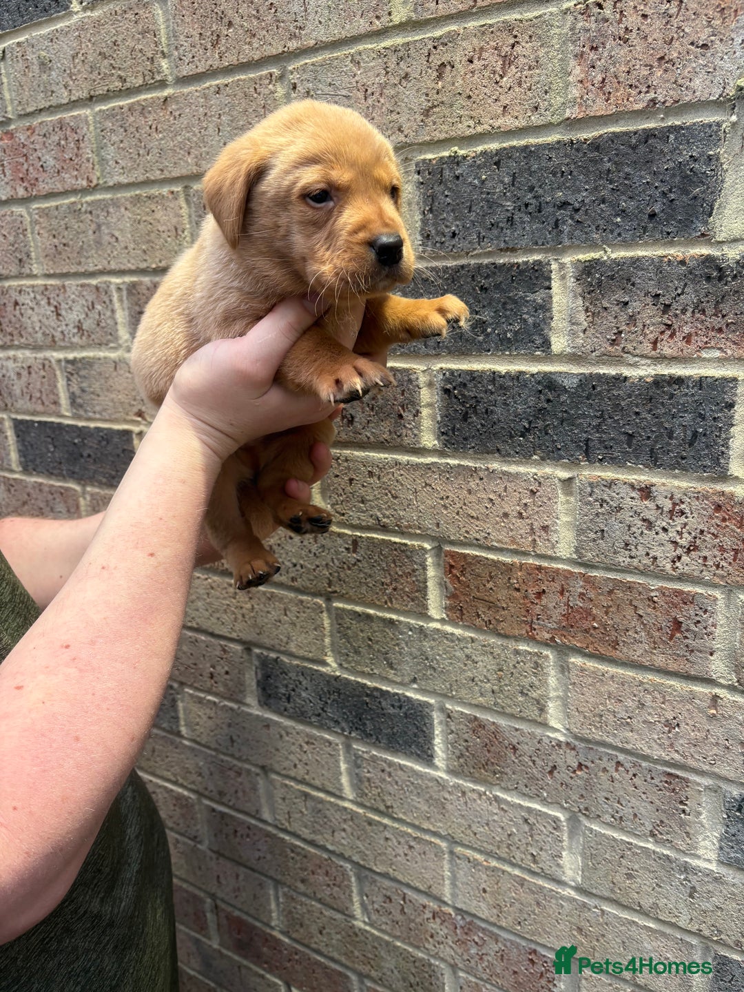 Labrador Retriever dogs for sale: Kc fox red Labrador puppies 4 boys ready to go  - Advert 20