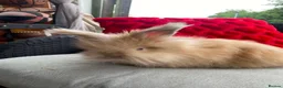Angora rabbits for sale: English Full Face Angora Kits - Advert 5