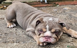 English Bulldog dogs for sale: Final Female English Bulldog available - Image 22