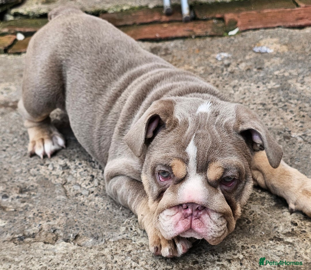 English Bulldog dogs for sale: Final Female English Bulldog available - Image 22