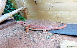 Bearded Dragon reptiles for sale: Bearded dragon and full set up - Image 5