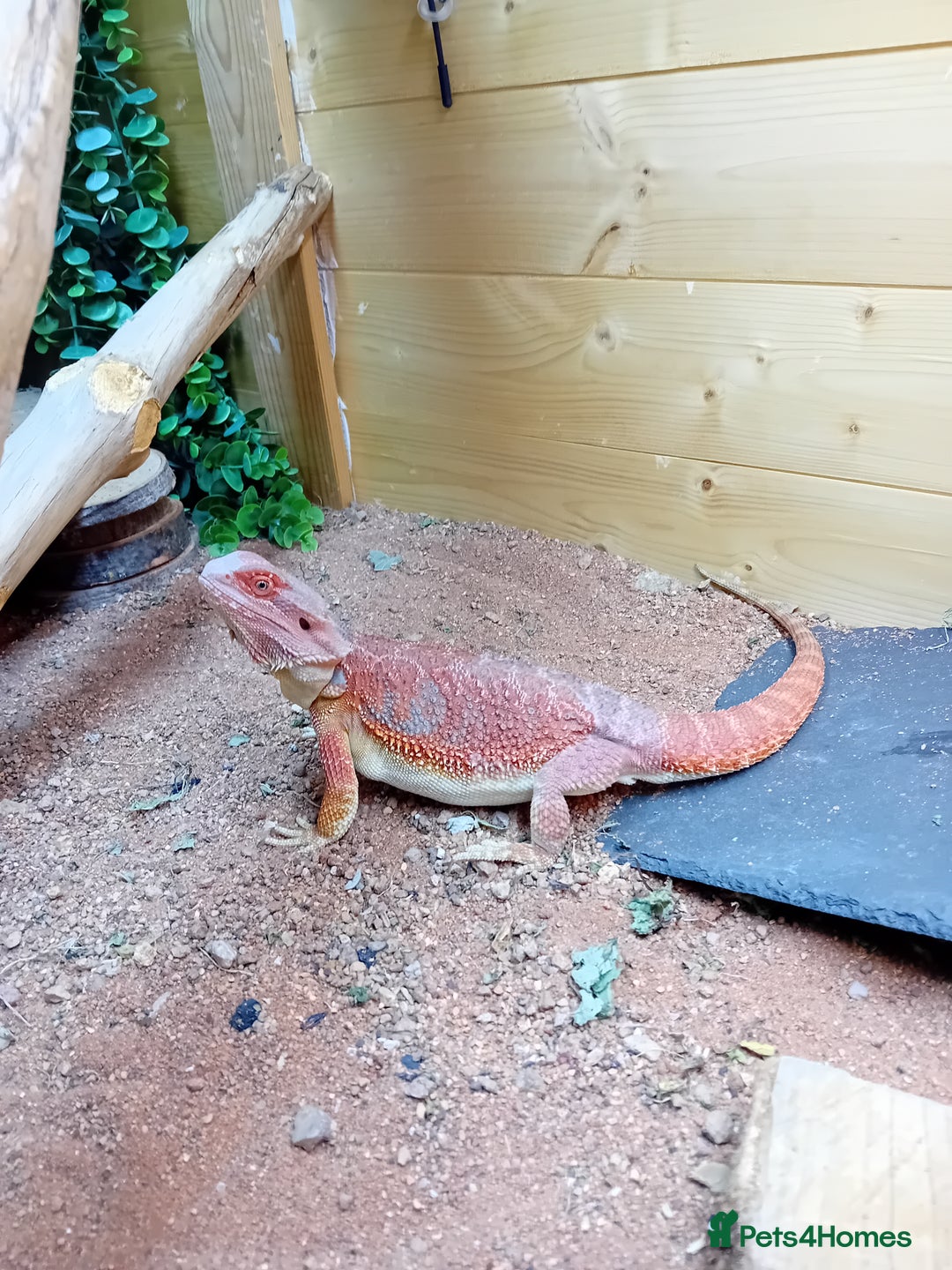 Bearded Dragon reptiles for sale: Bearded dragon and full set up - Image 5