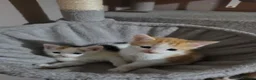 Mixed Breed cats for sale: • 4 Lovely Kittens – Looking For Loving Families - Advert 25