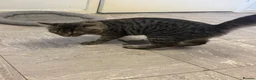 Mixed Breed cats for sale: 2 kittens  - Advert 3