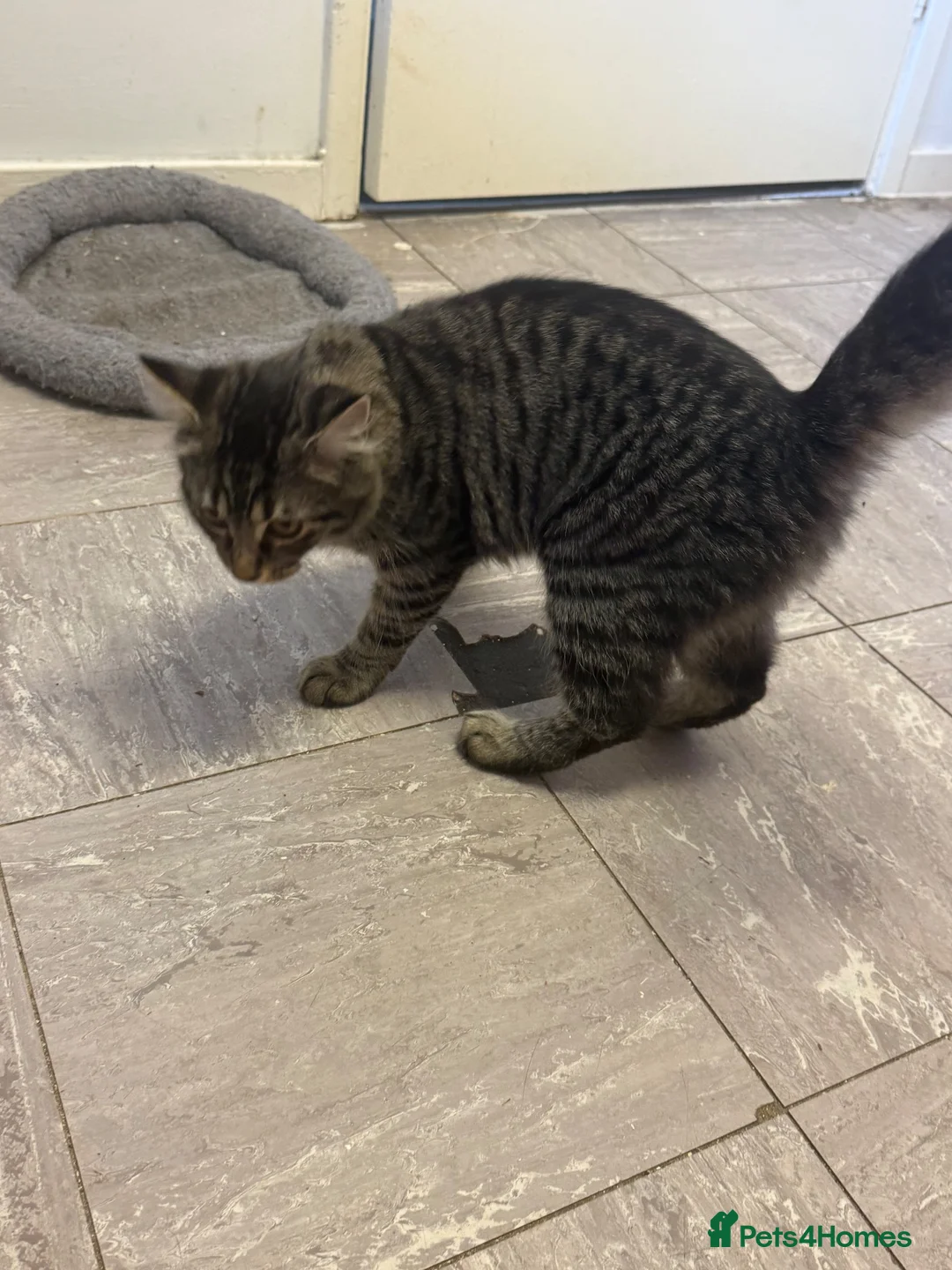 Mixed Breed cats for sale: 2 kittens  - Advert 3