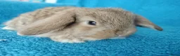Mini Lop rabbits for sale: Baby mini lops for sale  - Advert 5