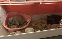 English rabbits for sale: Beautiful grey rabbit for adoption - Image 5