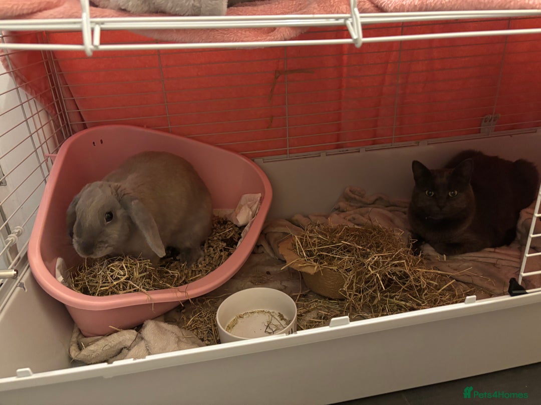 English rabbits for sale: Beautiful grey rabbit for adoption - Image 5