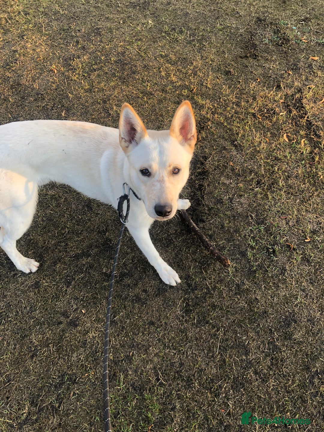 Mixed Breed dogs for sale: WHITE GERMAN SHEPHERD X AKITA MALE - Image 3