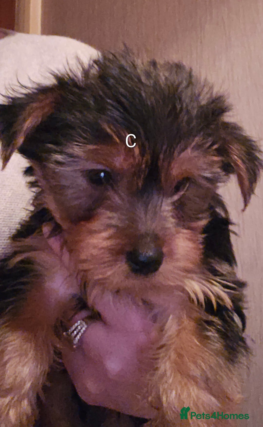 Yorkshire Terrier dogs for sale: Yorkshire Terriers looking for new homes - Advert 3