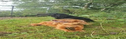 Cocker Spaniel dogs for sale: Beautiful Red Working Cocker Spaniel Puppies - Advert 15