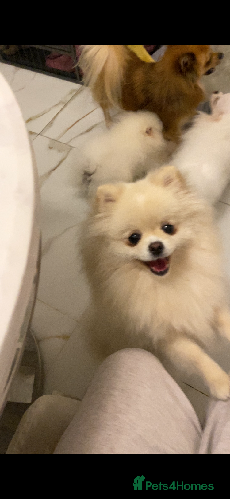 Pomeranian dogs for sale: Pure Pomeranian Puppies READY TO GO… - Advert 12