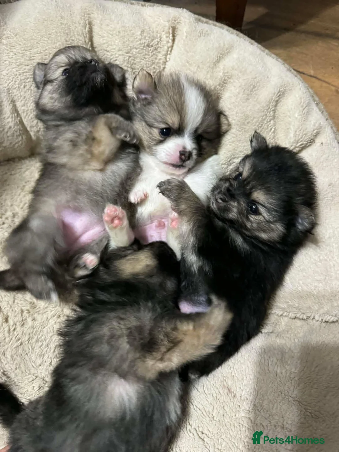 Pomeranian dogs for sale: PUREBRED POMERANIAN PUPS Cute Vaccinated & Playful - Advert 1