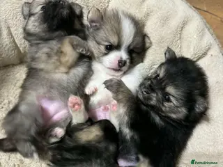 Pomeranian dogs PUREBRED POMERANIAN PUPS Cute Vaccinated & Playful - Advert 1