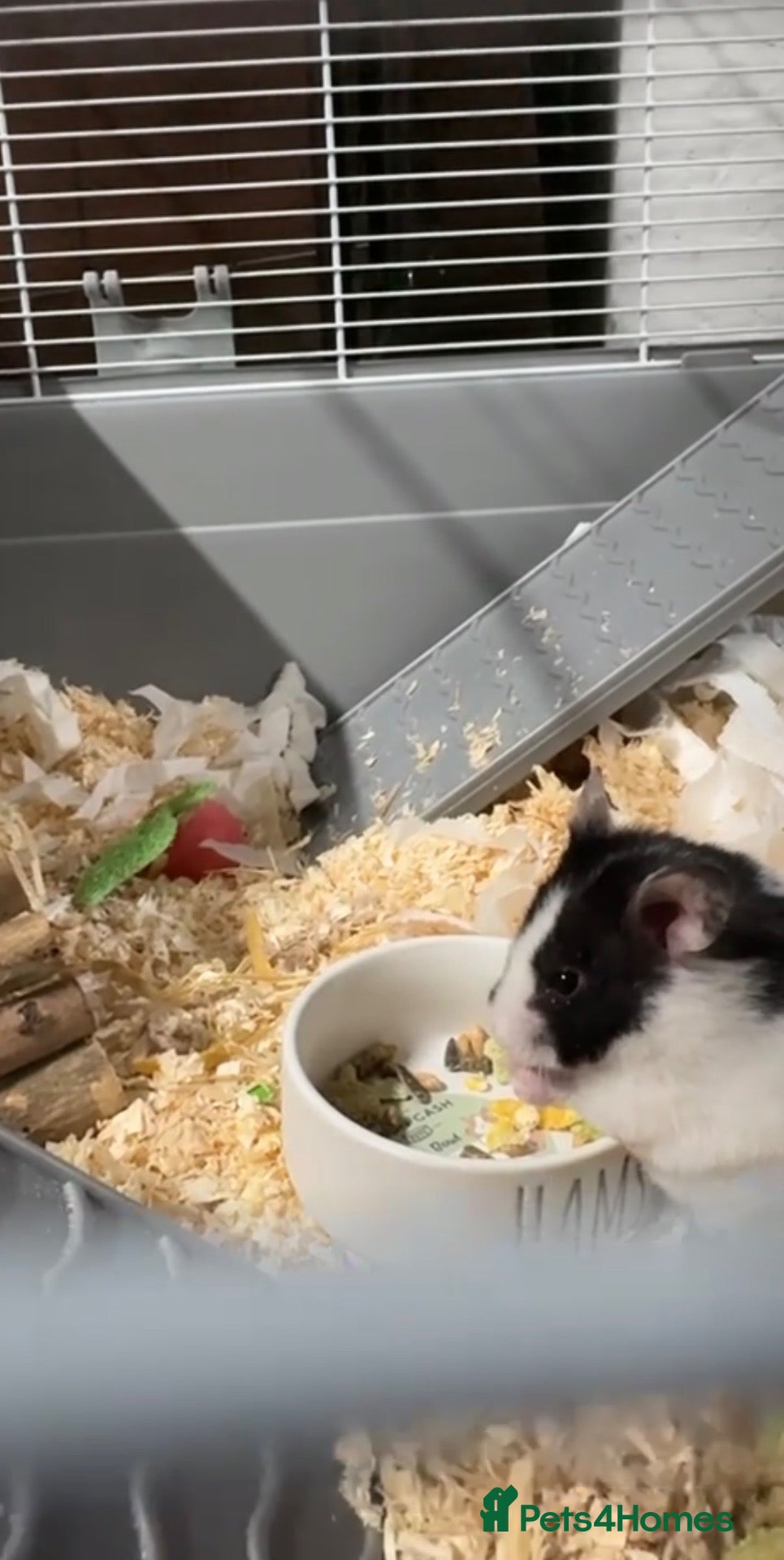 Hamster rodents Hamster for sale - Advert 1