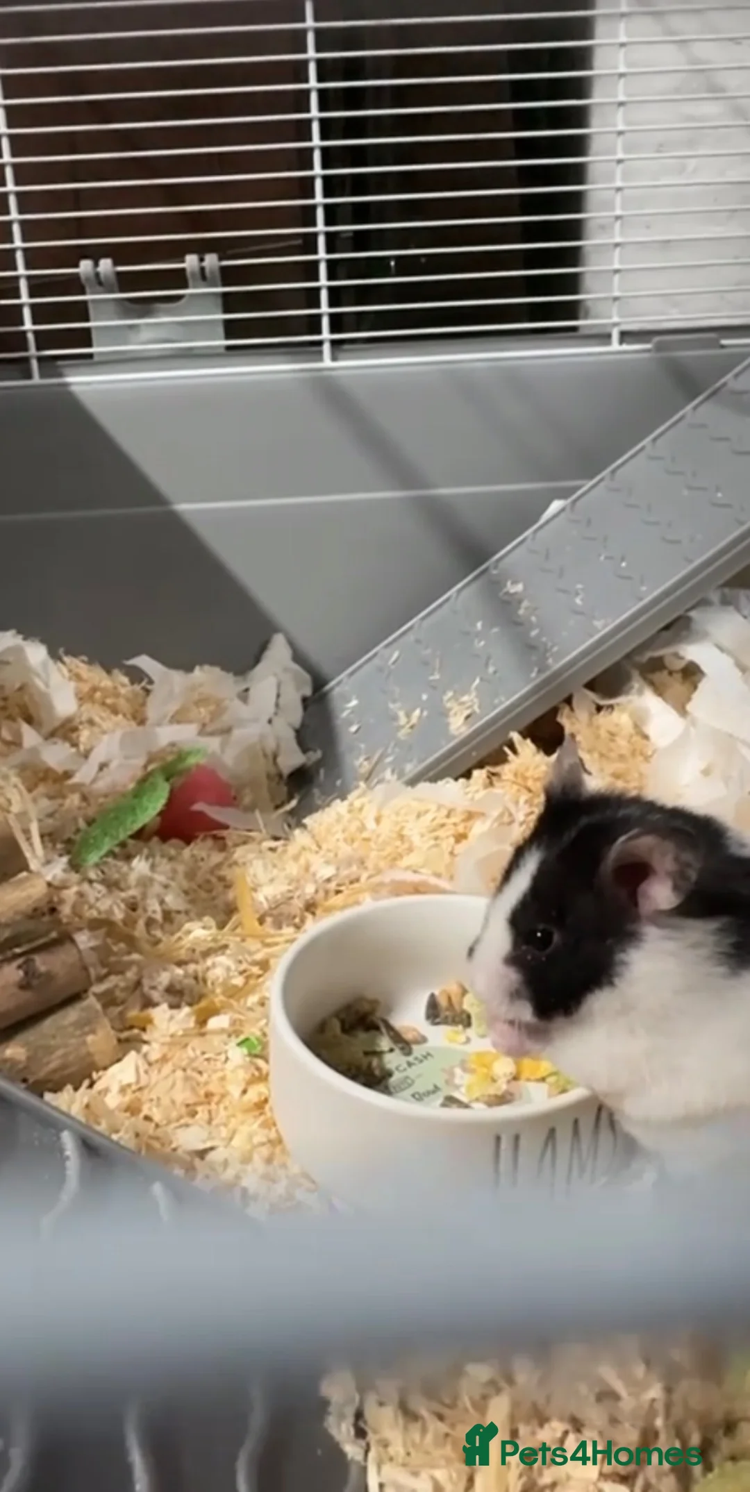 Hamster rodents for sale: Hamster for sale in Huddersfield - Advert 1