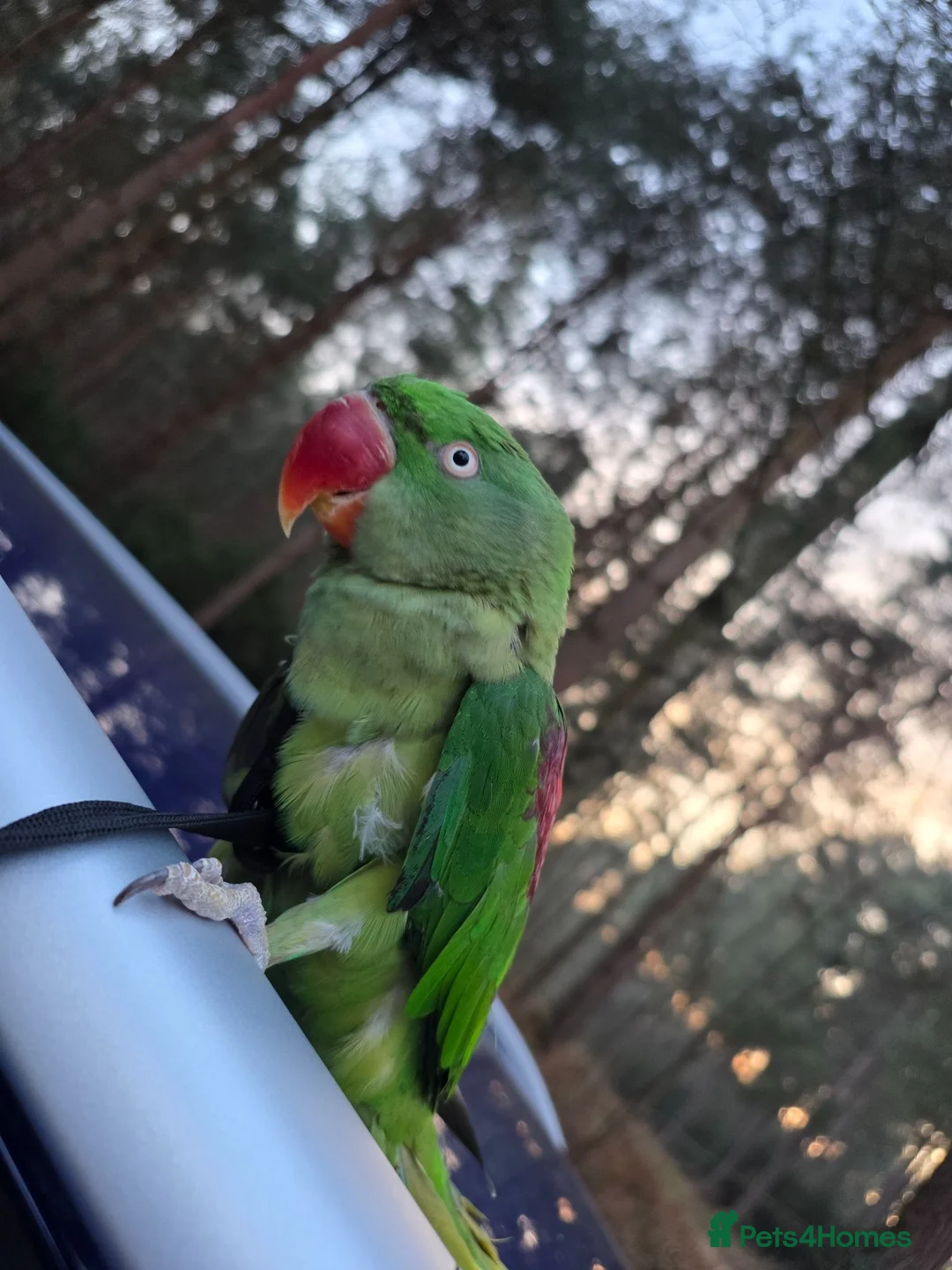 Parrots birds for sale: Alexandrin parrot for rehome. in Leeds - Advert 1
