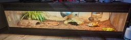 Tortoise reptiles for sale: Horsfield tortoise - Advert 3
