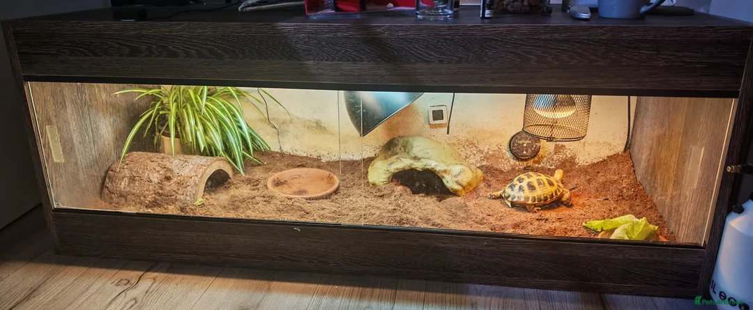 Tortoise reptiles for sale: Horsfield tortoise - Advert 3