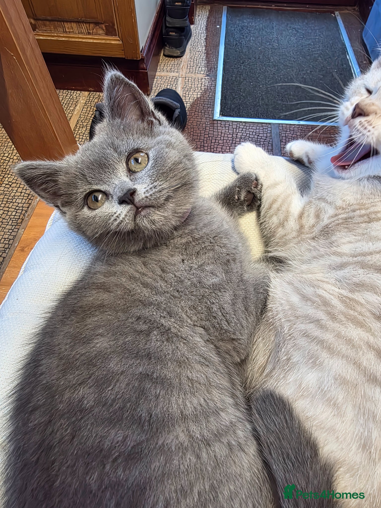 British Shorthair cats British Shorthair-1 kitten Ready Now💖 Pink Collar - Advert 1