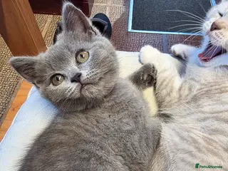 British Shorthair cats British Shorthair-1 kitten Ready Now💖 Pink Collar - Advert 1