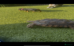 Tortoise reptiles for sale: Sulcata tortoises looking for new homes  - Image 6