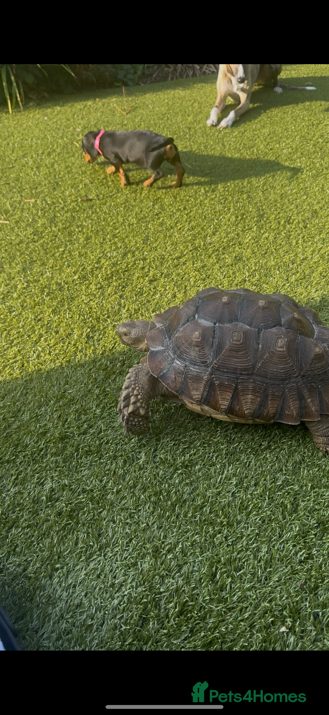 Tortoise reptiles for sale: Sulcata tortoises looking for new homes  - Image 6
