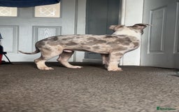 American Bully dogs for sale: REDUCED Stunning pocket bully pups for sale  - Advert 23