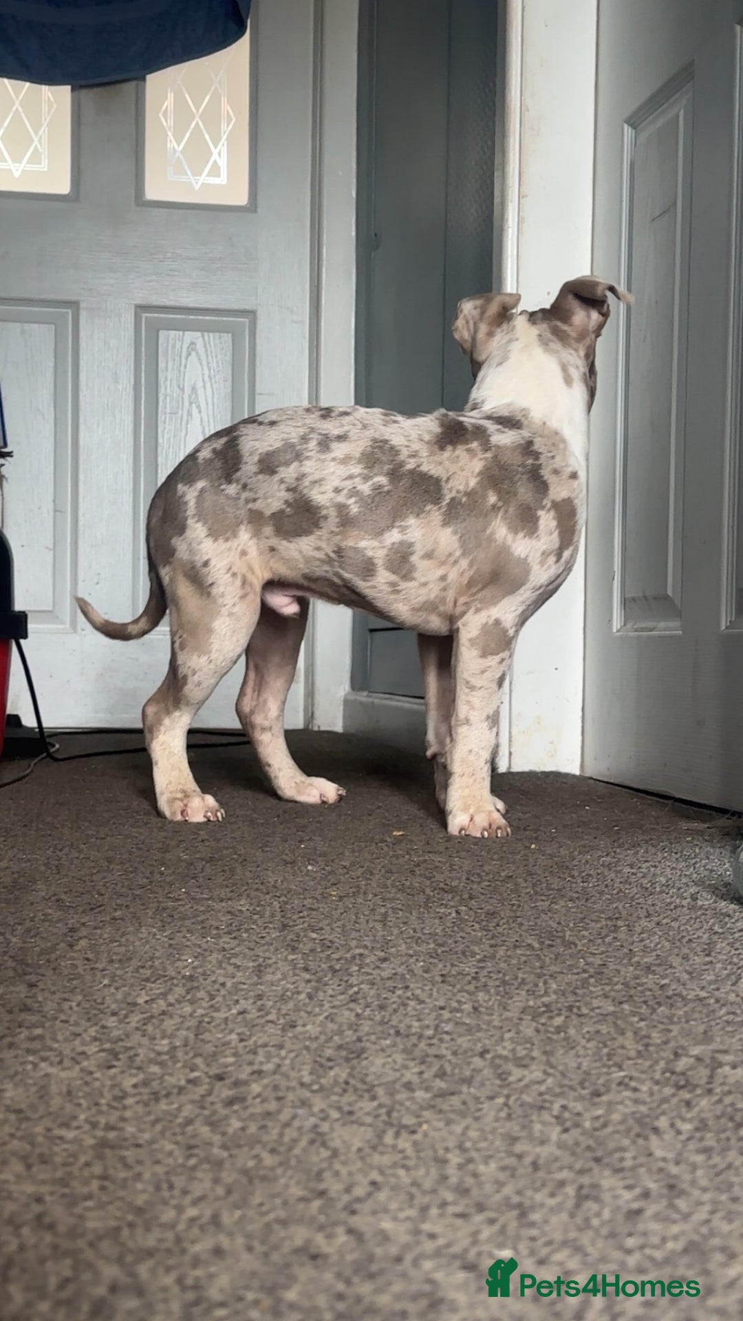 American Bully dogs for sale: REDUCED Stunning pocket bully pups for sale  - Advert 23