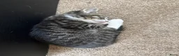 Mixed Breed cats for sale: Last ones remaining  - Advert 7