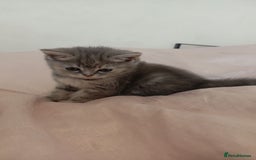 British Shorthair cats for sale: 4 beautiful British Shorthair kittens for sale - Image 5