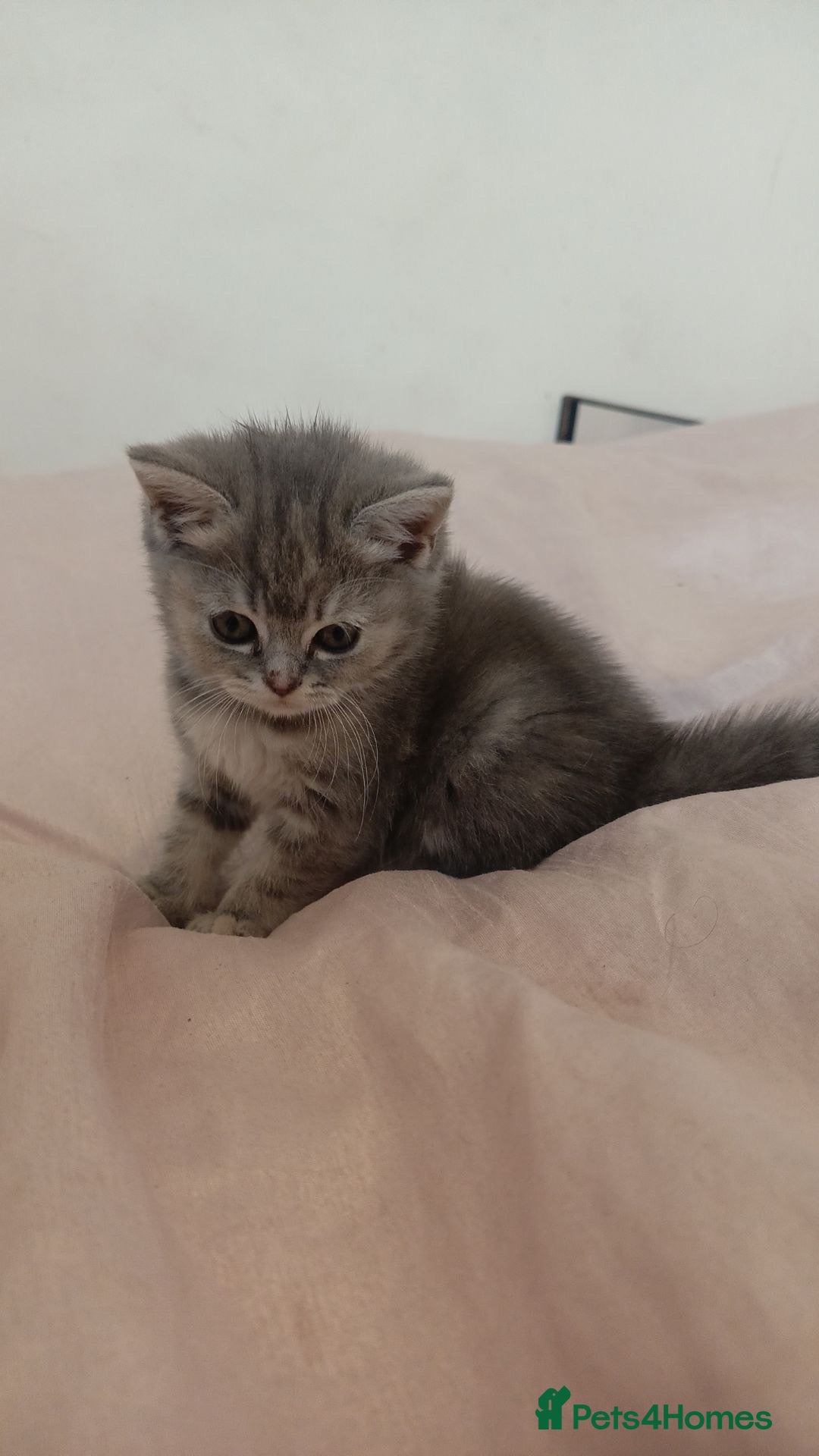 British Shorthair cats for sale: 4 beautiful British Shorthair kittens for sale - Image 5