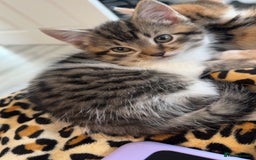 Mixed Breed cats for sale: 4 adorable kittens - Image 1