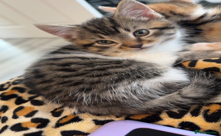 Mixed Breed cats - Advert 1