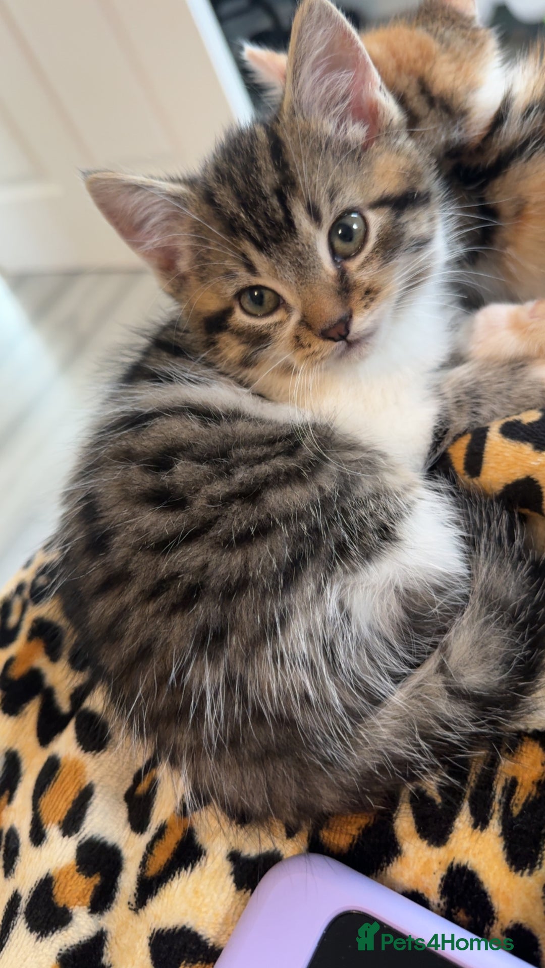 Mixed Breed cats for sale: 4 adorable kittens - Image 1
