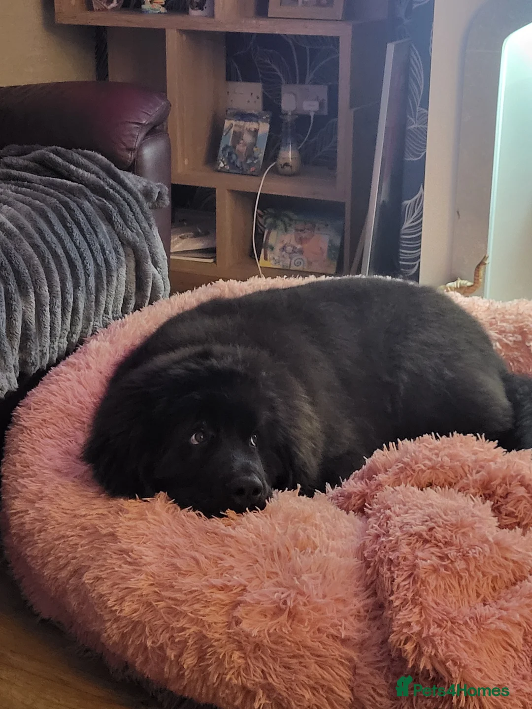 Newfoundland dogs for sale: Newfoundland girl - Advert 4