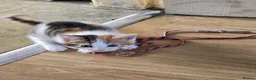 Domestic Shorthair cats for sale: Kittens looking for lovely new home. - Advert 10