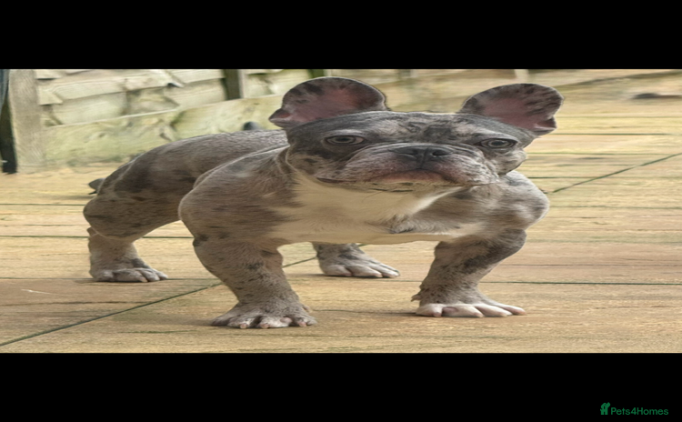 French Bulldog dogs - Advert 2