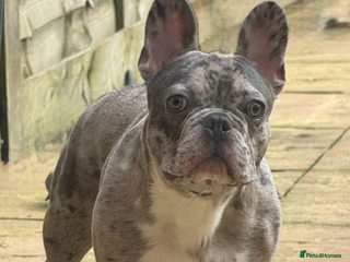 French Bulldog dogs Male French Bulldog - 15 Months - Advert 23