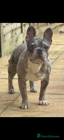French Bulldog dogs - Advert 18