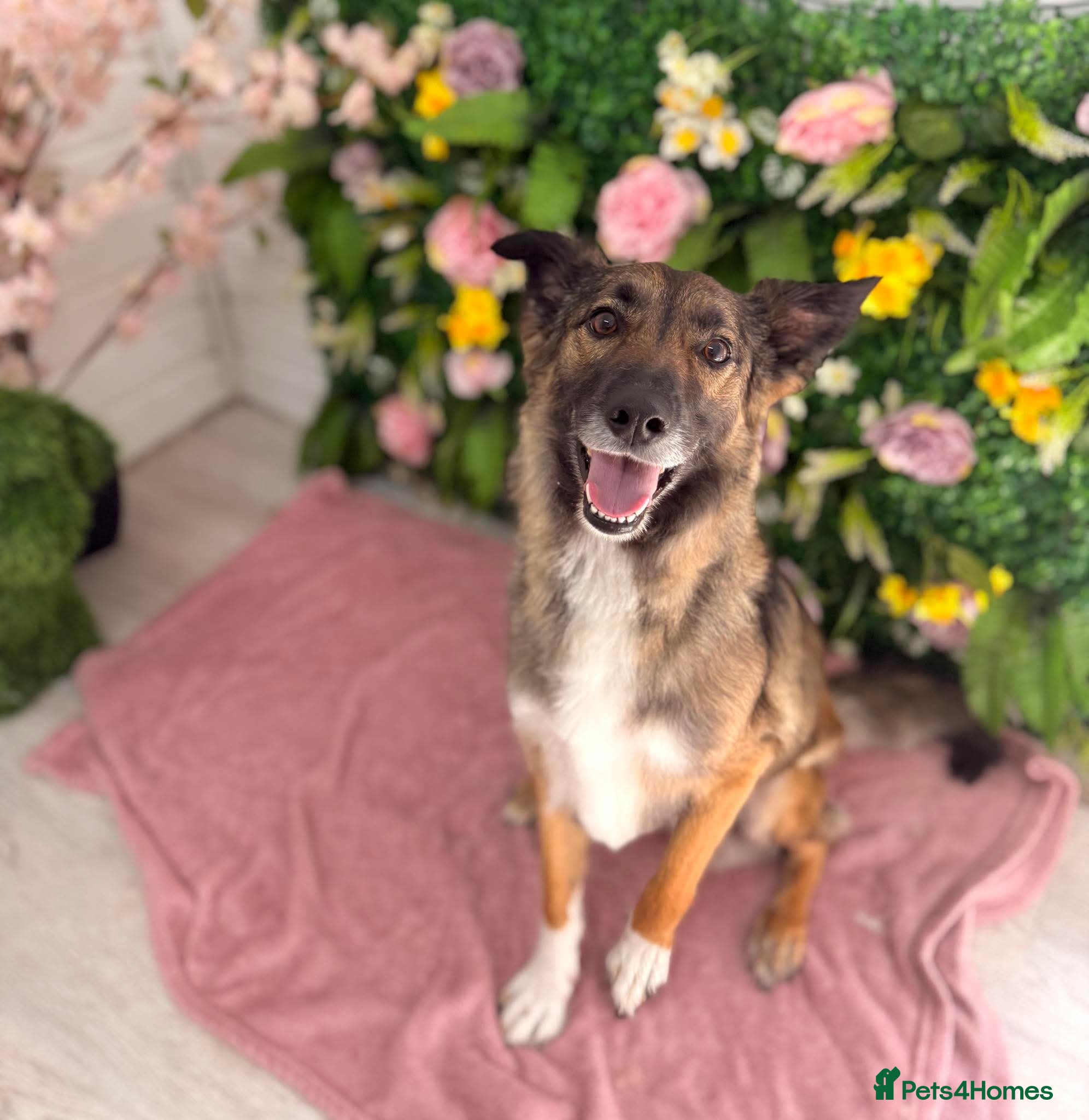 Mixed Breed dogs Female dog looking for stud - Advert 1