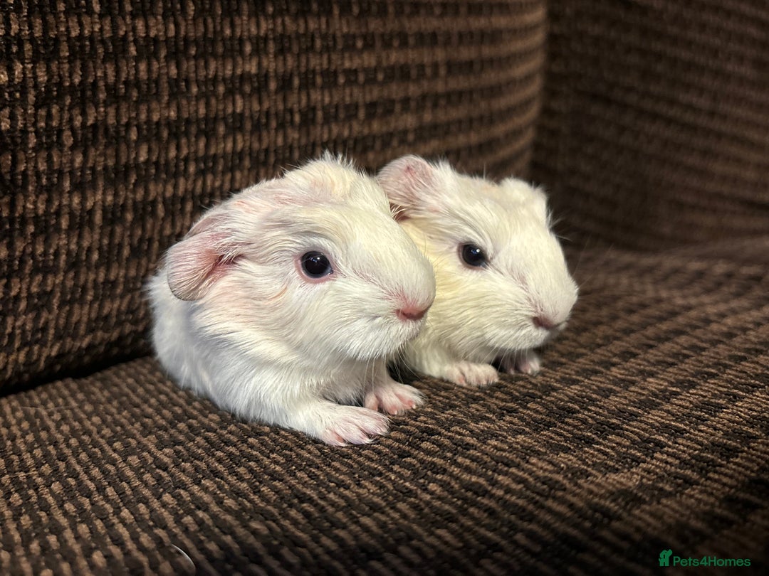 Guinea Pig rodents for sale: Cornet X Swiss Sows - Image 1