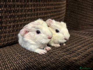 Guinea Pig rodents - Advert 2