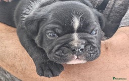 English Bulldog dogs for sale: KC Reg Champion Bloodlines 1 Girl Left £ 2800 - Image 33