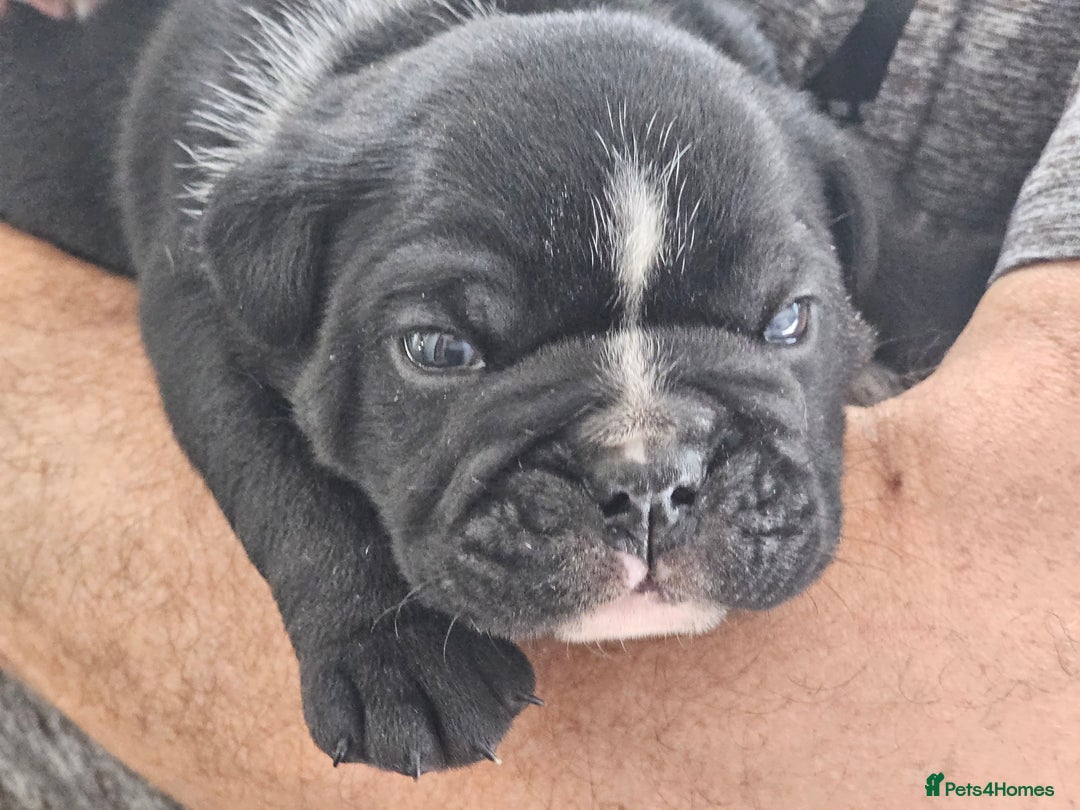 English Bulldog dogs for sale: KC Reg Champion Bloodlines 1 Girl Left £ 2800 - Image 33
